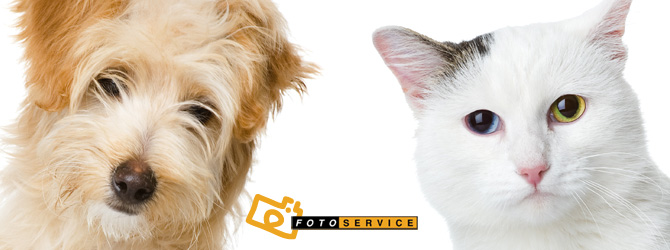 18 idee originali per fotografare i tuoi cuccioli di cane e gatto!