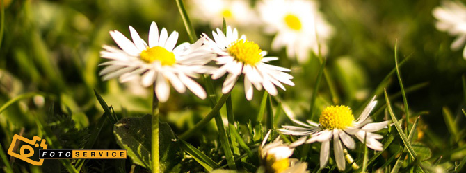 15 bellissime foto per celebrare l’arrivo della primavera!
