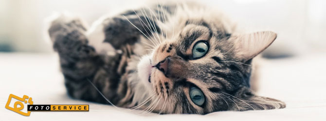 World Cat Day: auguri a tutti i mici del mondo!