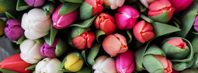 Flower Power: è arrivata la primavera! Arreda la tua casa con foto di fiori bellissimi!
